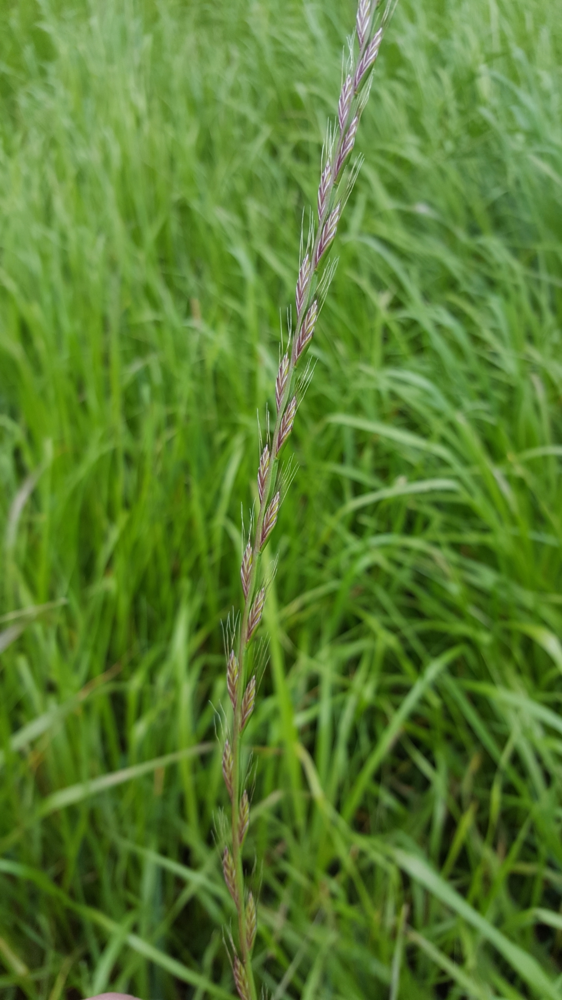 (c) François Rousseu, certains droits réservés (CC BY-NC) https://www.inaturalist.org/observations/138527475