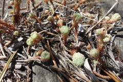 Semperviveae