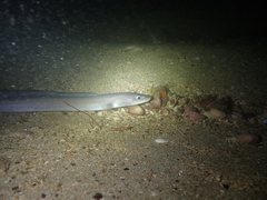 Conger conger