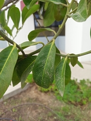 Psidium guajava