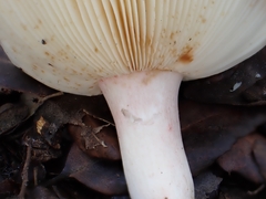 Russula amoenicolor
