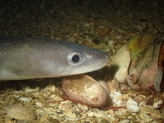 Conger conger