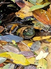 Lithobates clamitans