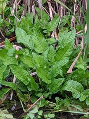 Rorippa amphibia