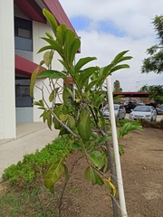 Psidium guajava