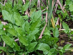 Rorippa amphibia
