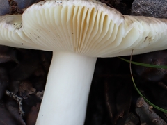 Russula amoenicolor