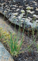 Allium haematochiton