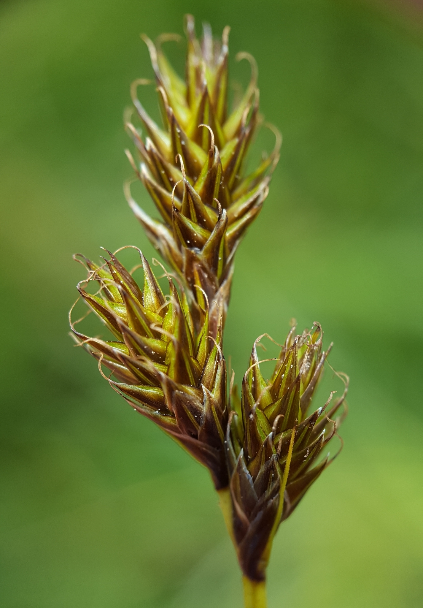 (c) François Rousseu, certains droits réservés (CC BY-NC) https://www.inaturalist.org/observations/138527557