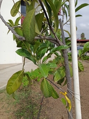 Psidium guajava