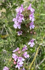 Satureja thymbra