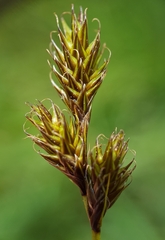 Carex leporina