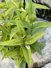 Lysimachia vulgaris