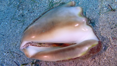 Macrostrombus costatus