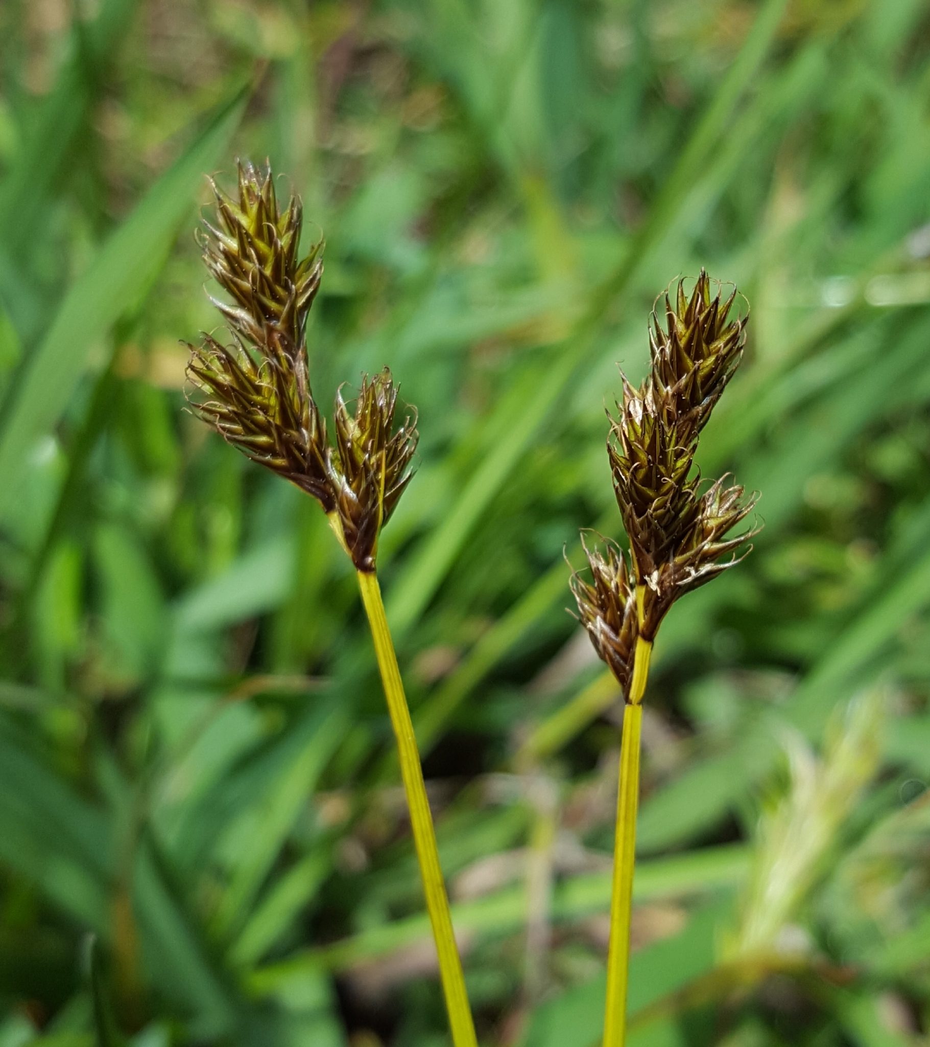(c) François Rousseu, certains droits réservés (CC BY-NC) https://www.inaturalist.org/observations/138527557