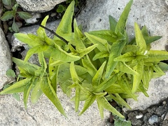 Lysimachia vulgaris