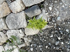 Lysimachia vulgaris