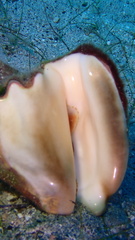 Macrostrombus costatus