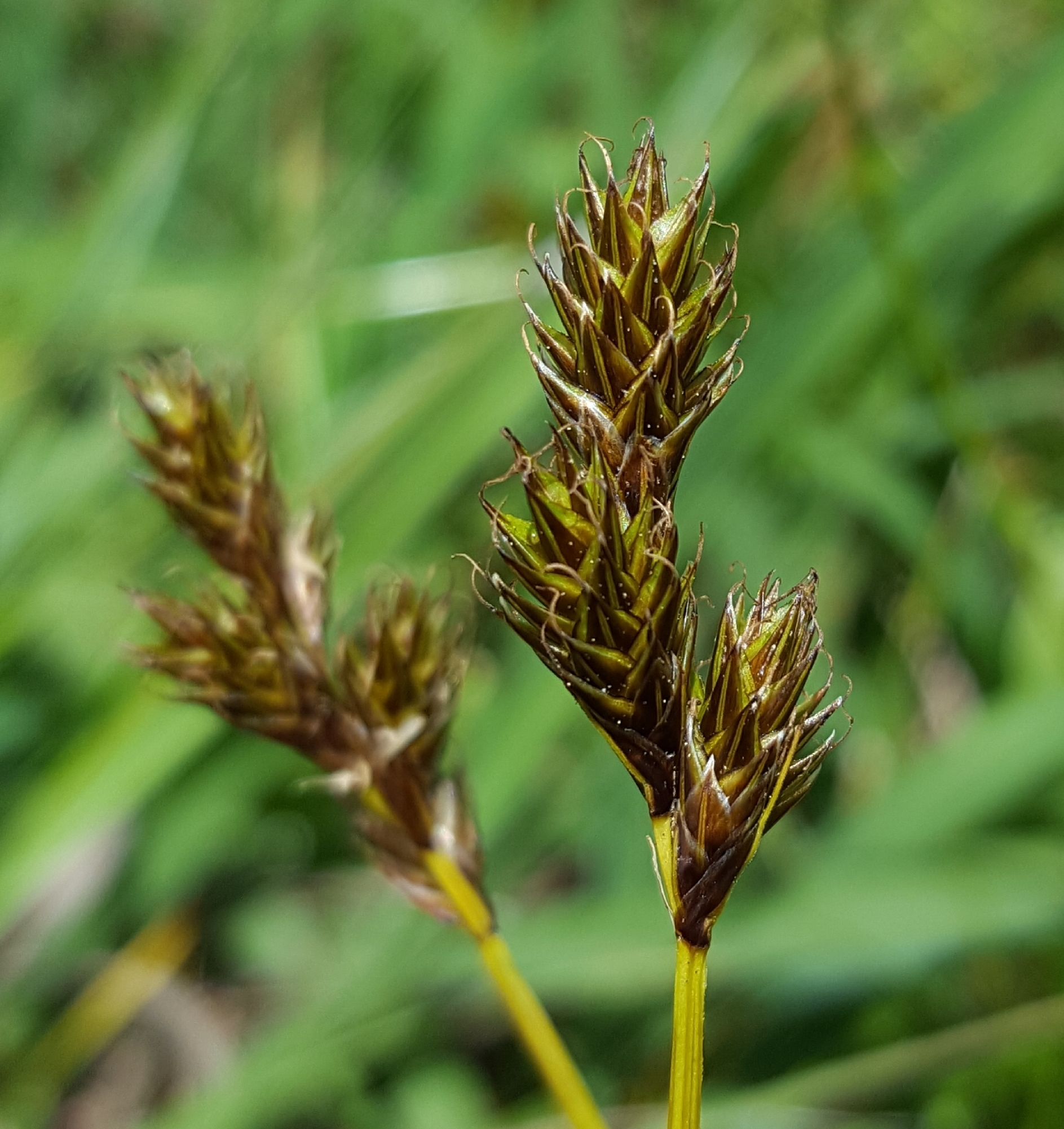 (c) François Rousseu, certains droits réservés (CC BY-NC) https://www.inaturalist.org/observations/138527557