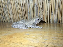 Chiromantis xerampelina