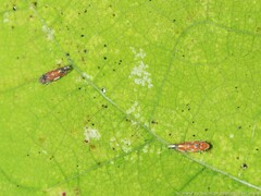 Erythroneura rubra