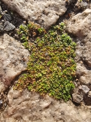 Herniaria glabra