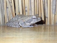 Chiromantis xerampelina