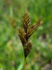 Carex leporina