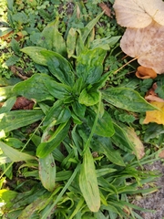 Plantago lanceolata