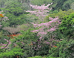 Tabebuia rosea
