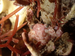 Liocarcinus pusillus