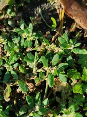 Polygonum arenastrum