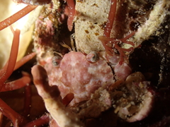 Liocarcinus pusillus