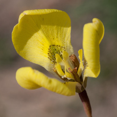 Moraea bellendenii