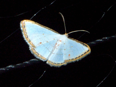 Leuciris fimbriaria