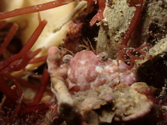 Liocarcinus pusillus
