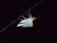 Leuciris fimbriaria