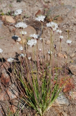 Allium haematochiton