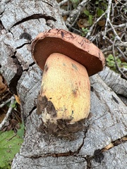 Suillellus amygdalinus