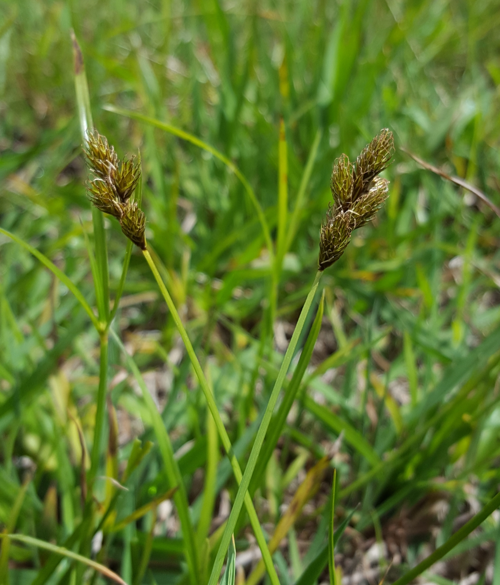 (c) François Rousseu, certains droits réservés (CC BY-NC) https://www.inaturalist.org/observations/138527557