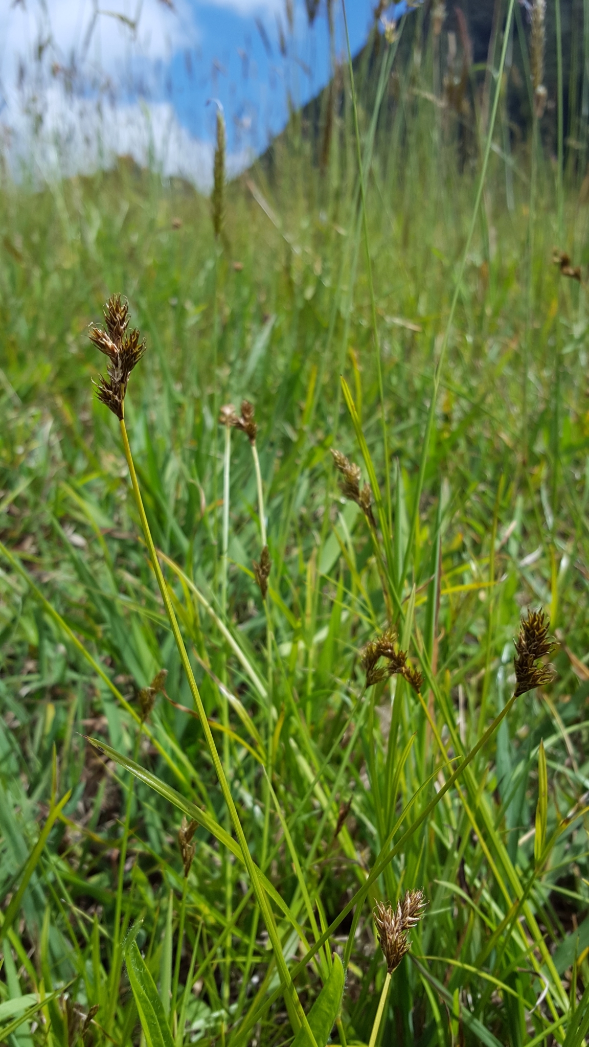 (c) François Rousseu, certains droits réservés (CC BY-NC) https://www.inaturalist.org/observations/138527557