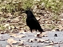 Corvus