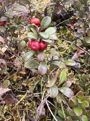 Arctostaphylos