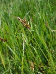 Carex leporina