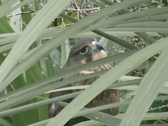 Falco novaeseelandiae