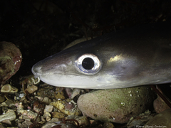Conger conger