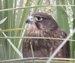 Falco novaeseelandiae