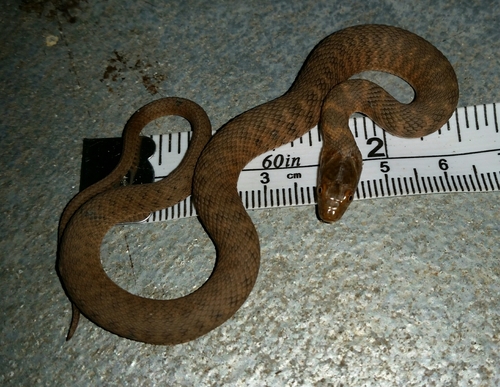 Photo of a Brazos Water Snake (Nerodia harteri)