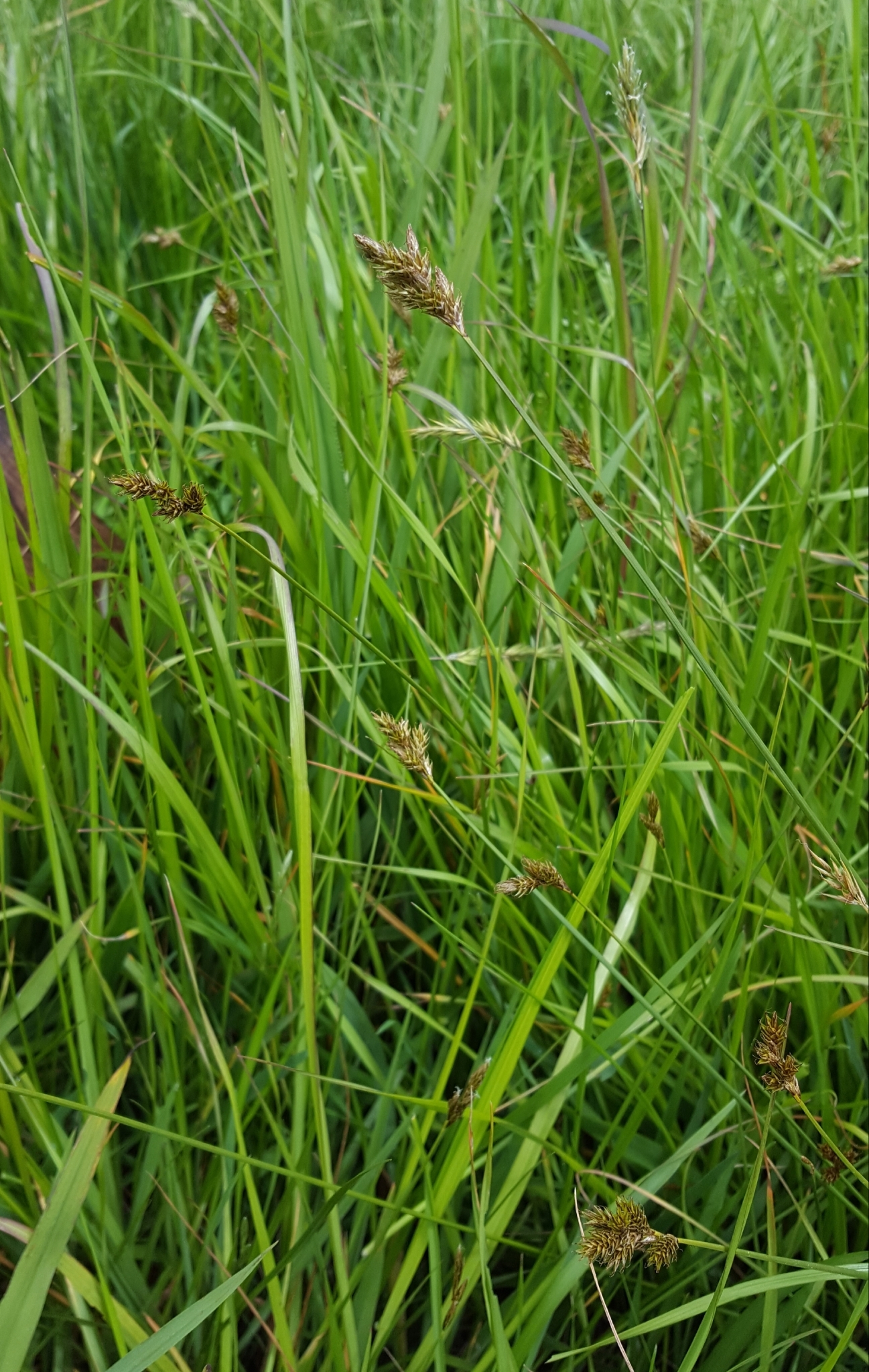 (c) François Rousseu, certains droits réservés (CC BY-NC) https://www.inaturalist.org/observations/138527557