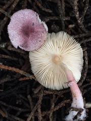 Leucoagaricus roseilividus